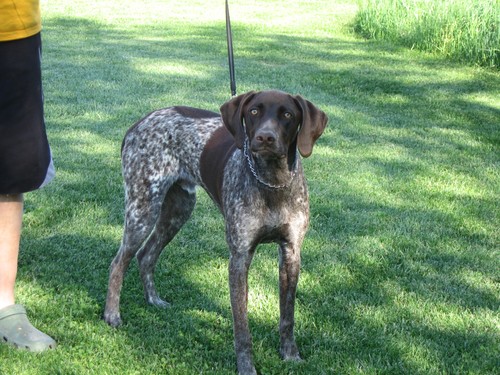 Started German Shorthair Available